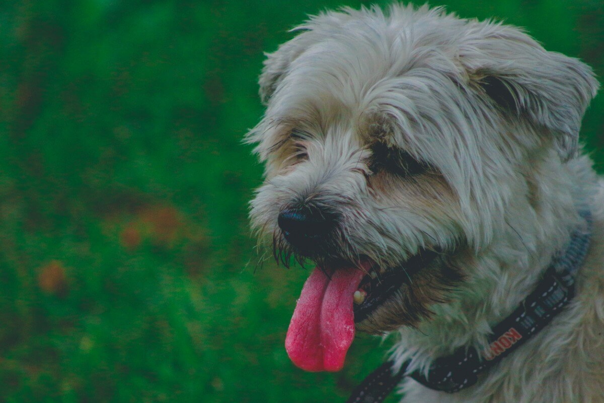Un perro shorkie de cara.