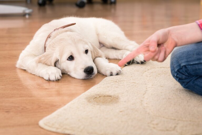 ¿Por qué mi perro se orina cuando lo regaño?