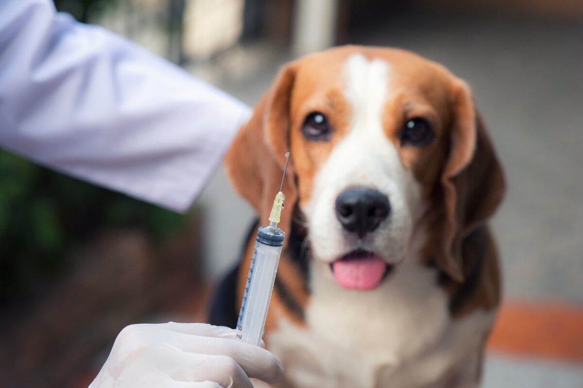 Aşı olmak üzere olan bir köpek.