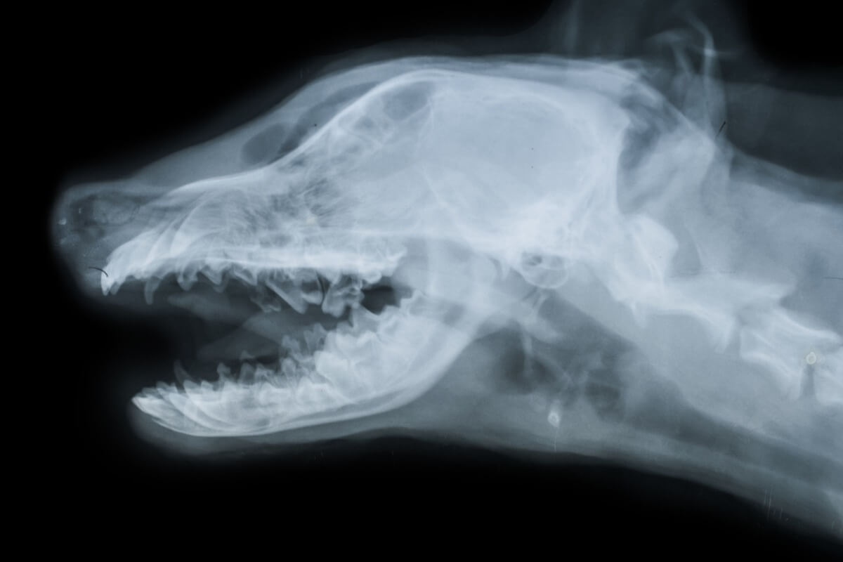 Un perro visto en rayos X.