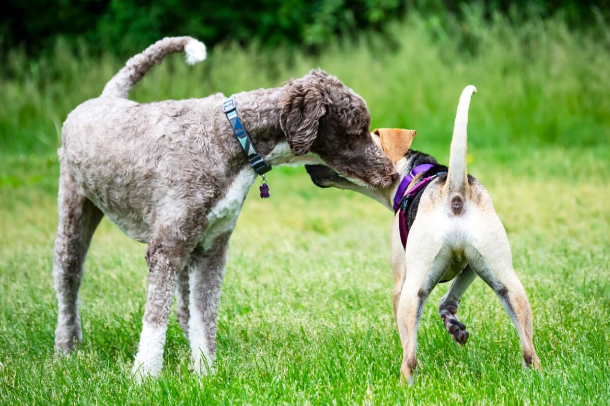 Honden ruiken aan elkaar