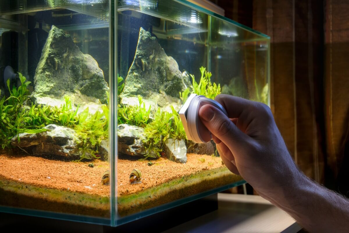 Una persona limpia un acuario.