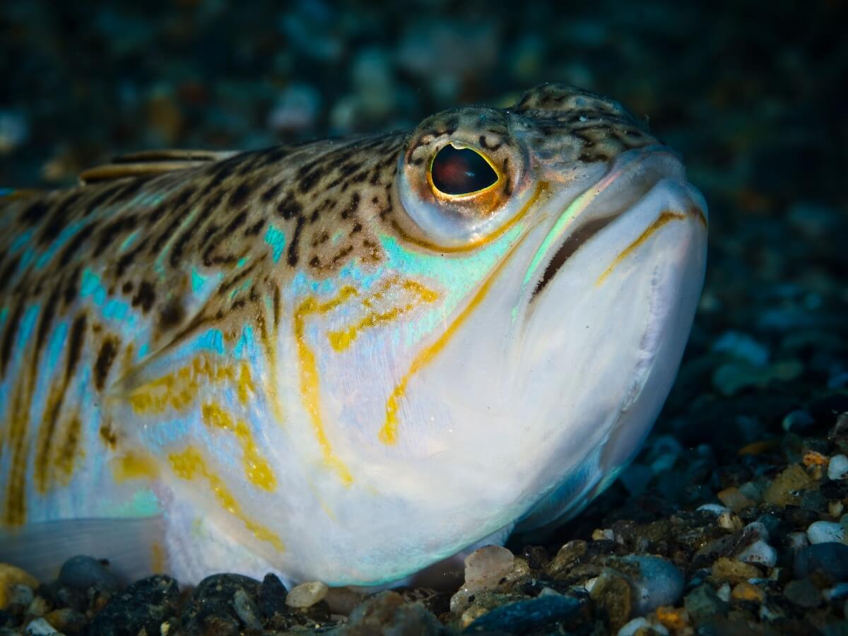 Uno de los animales más peligrosos del Mediterráneo.