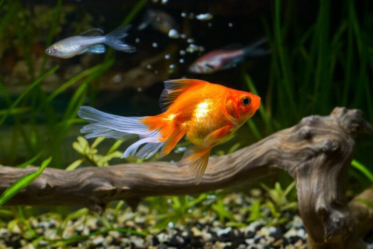¿Qué come el goldfish?