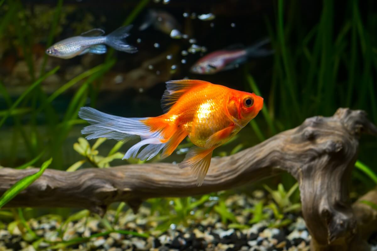 Um peixinho-dourado no aquário.