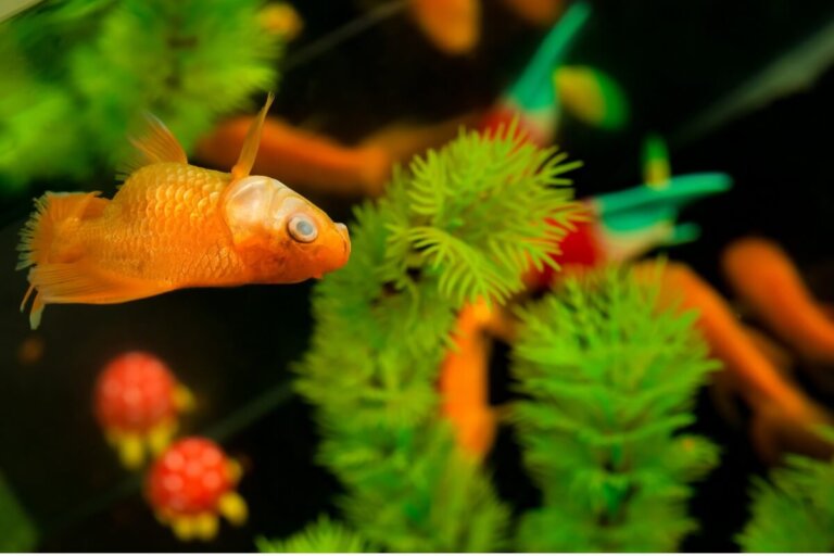 ¿Por qué se mueren los peces de mi acuario?