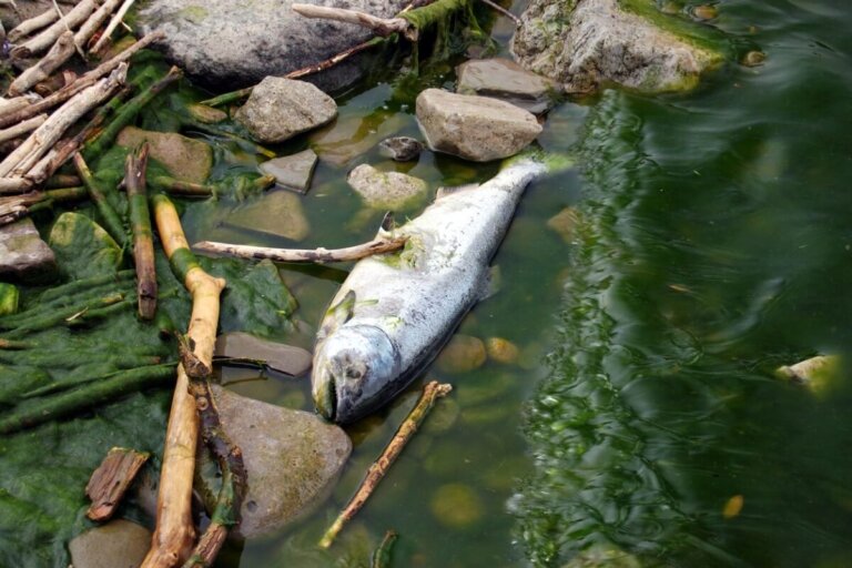 Peces son adictos a las metanfetaminas arrojadas a los ríos