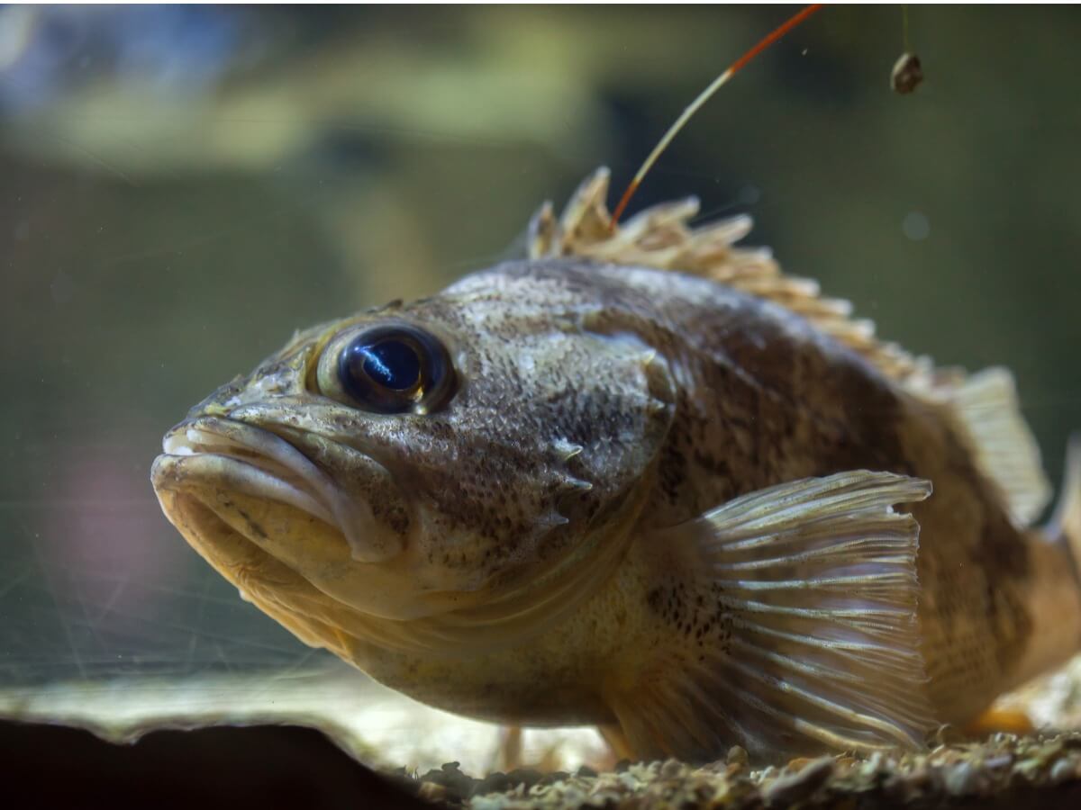 A dangerous fish under water.
