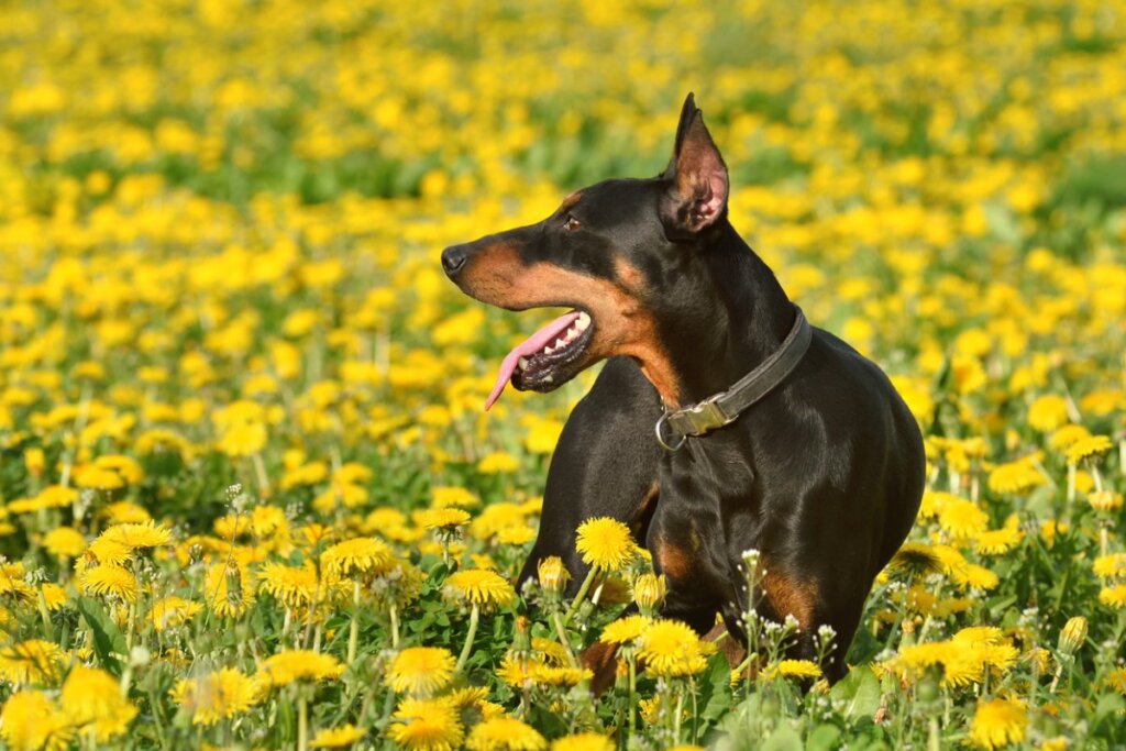 A German Pinscher laying in a field of dandelions.