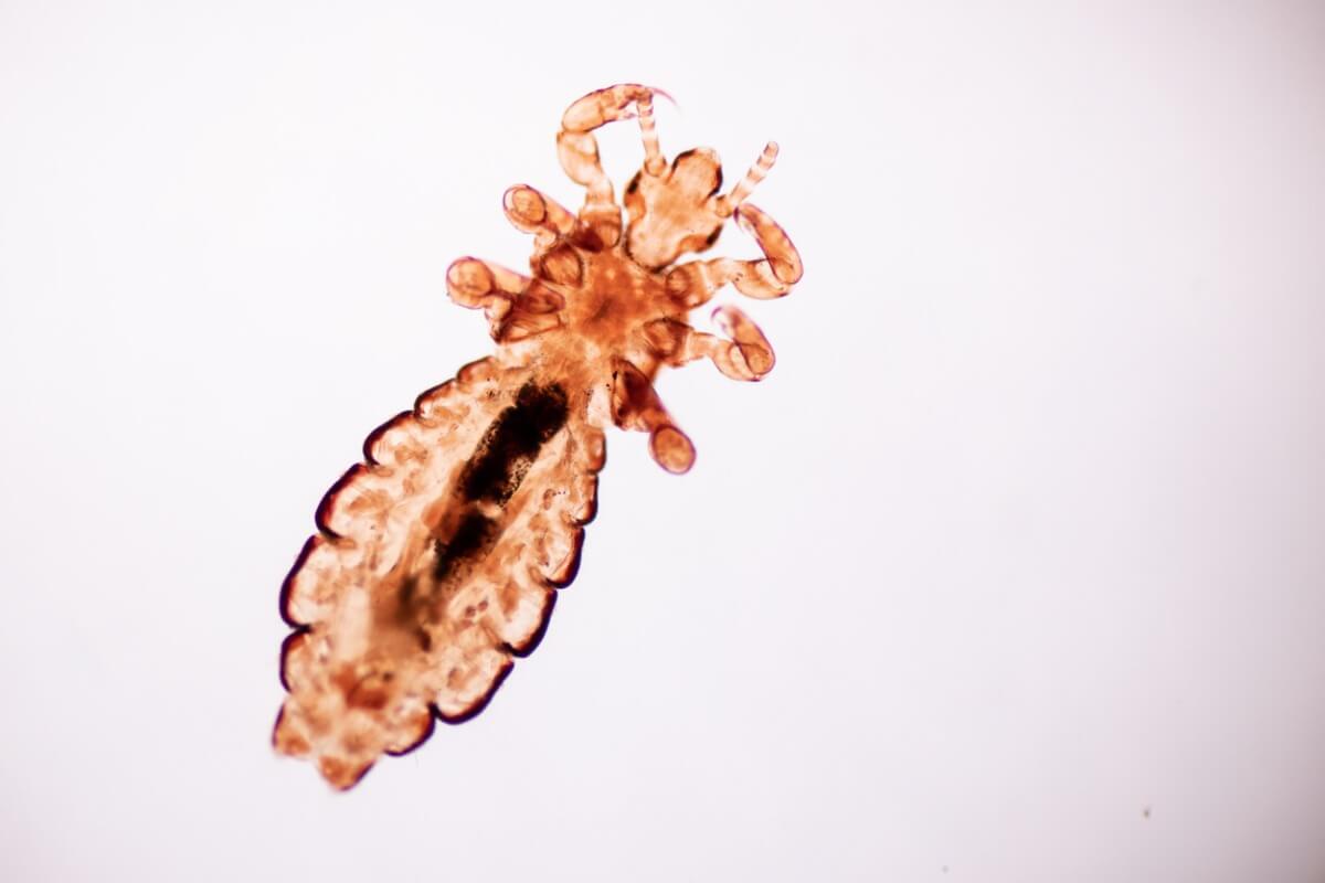 Un piojo visto al microscopio.