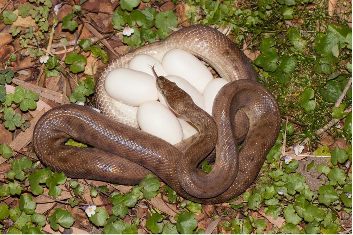 A python laying eggs.