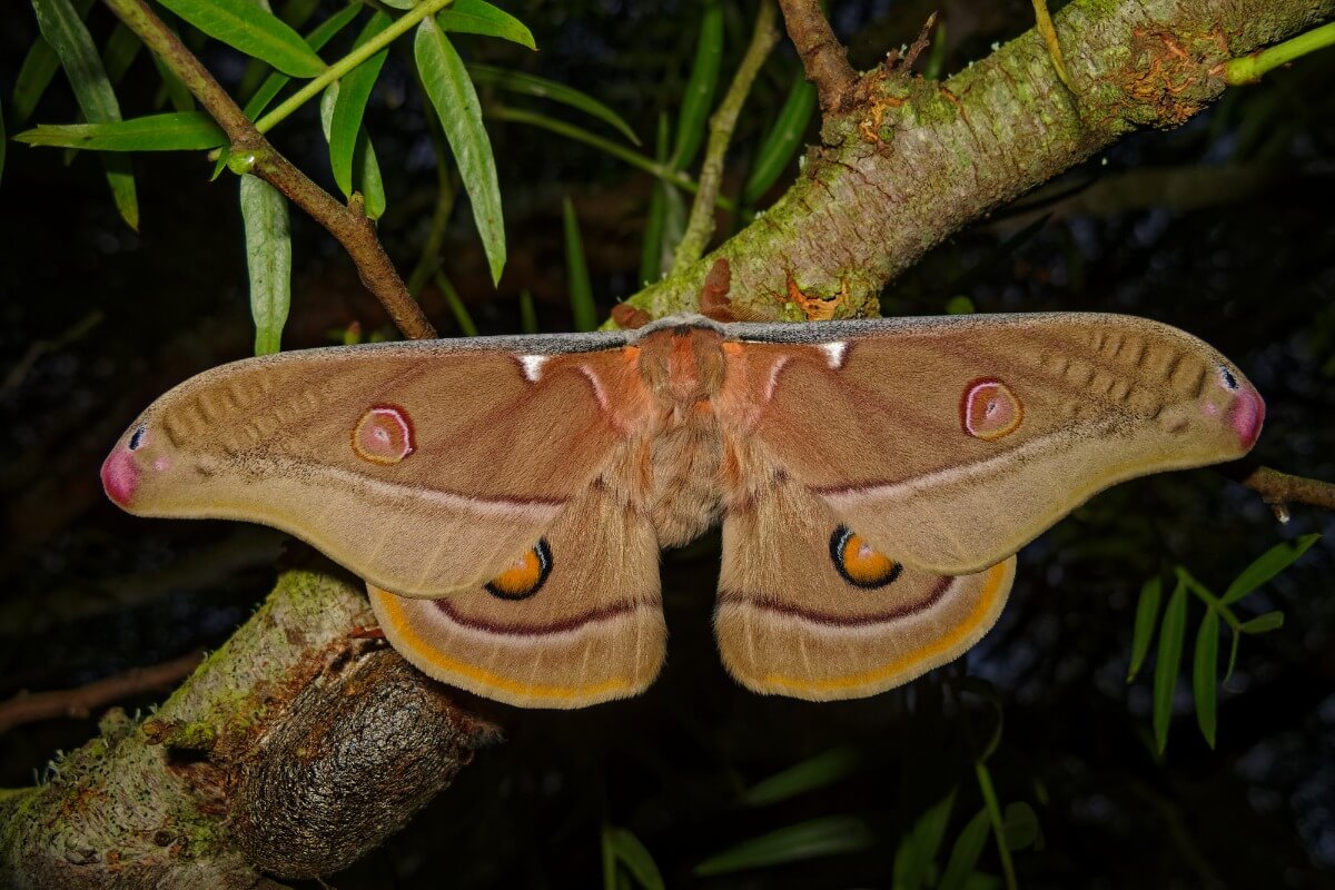 Una polilla nocturna.