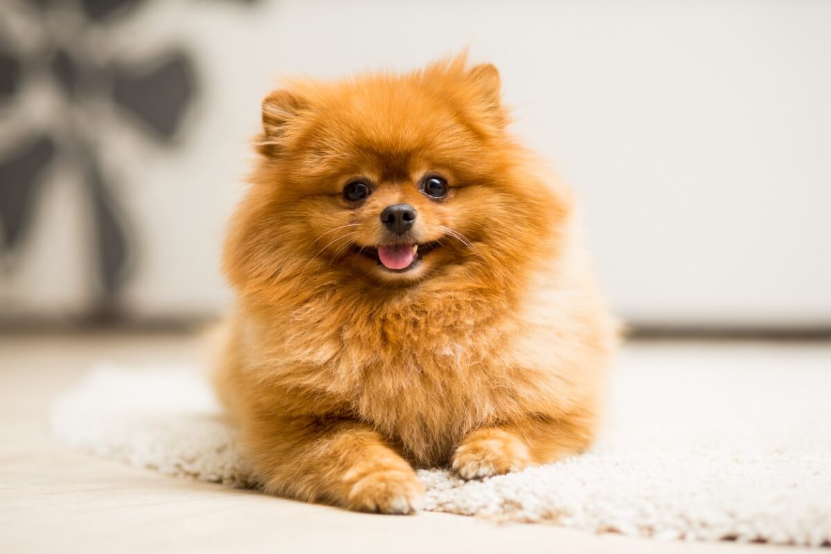 Los cuidados del pomerania son complejos.