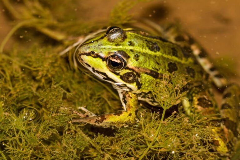 ¿Pueden las ranas respirar bajo el agua?