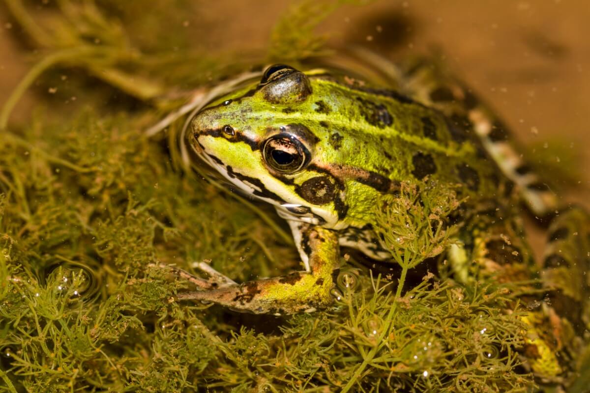 ¿Pueden las ranas respirar bajo el agua?