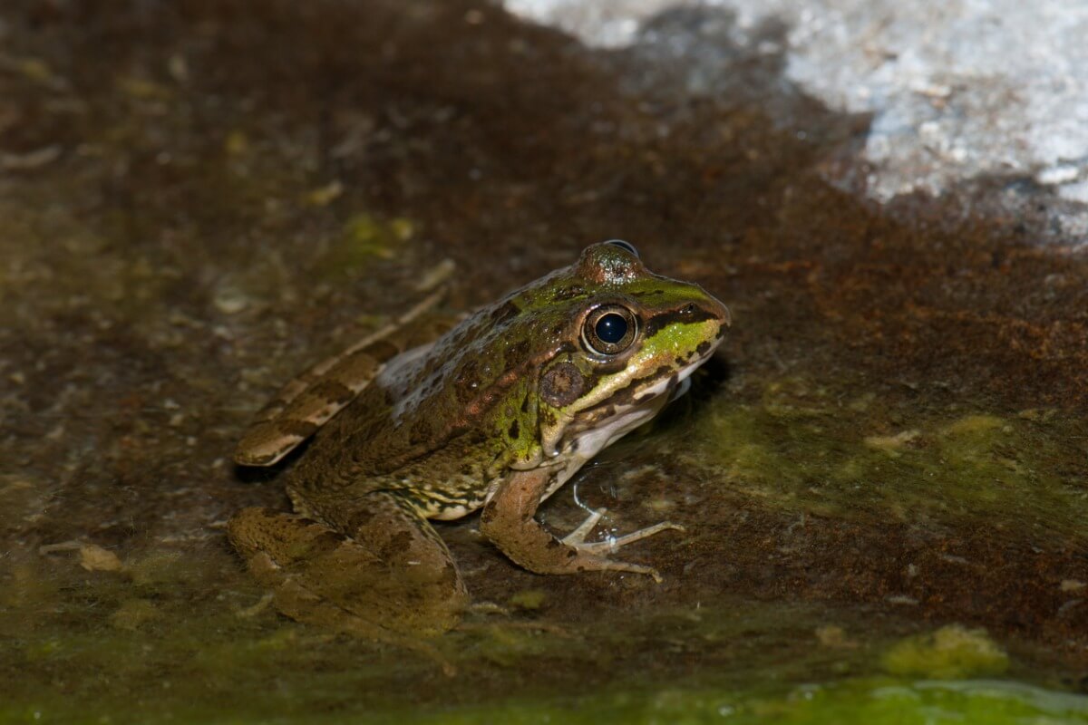 Una rana común en un estanque.