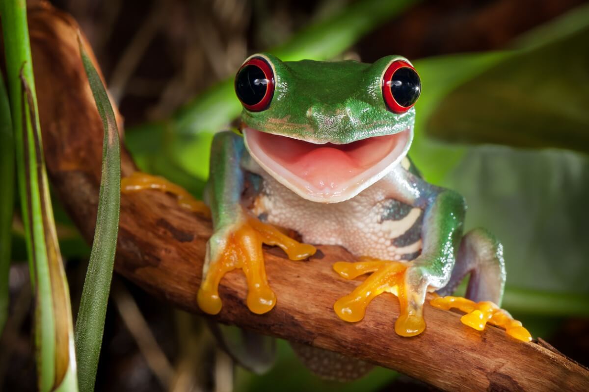 Une grenouille avec les plus beaux yeux de la nature.