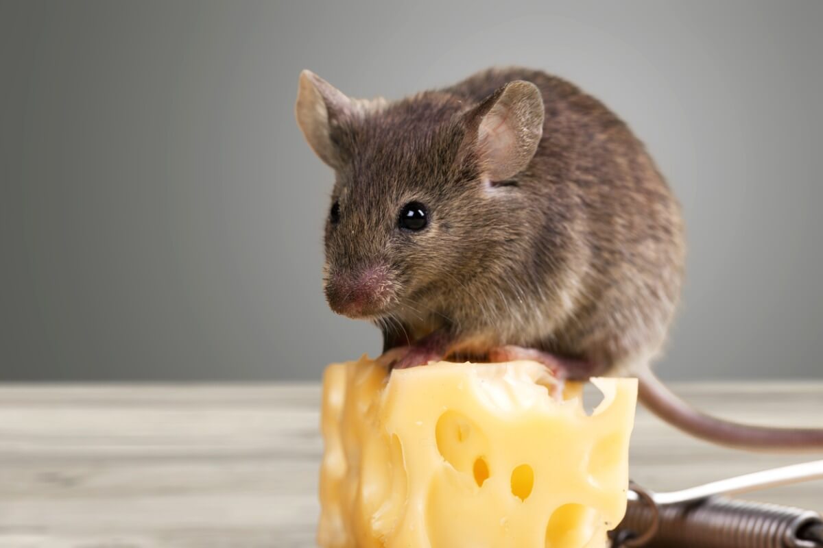 Un topo con un pezzo di formaggio.