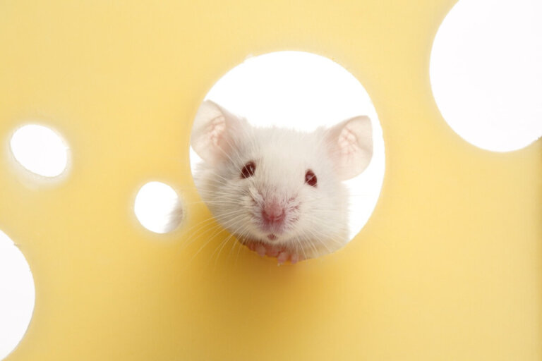 Ratones blancos como mascotas