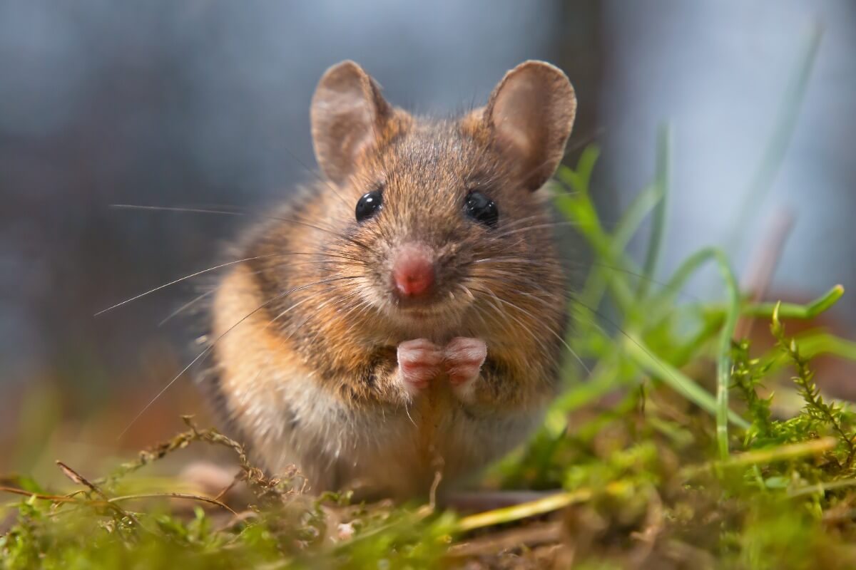 ¿Conoces curiosidades de los ratones?