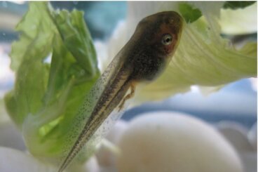 ¿Qué comen los renacuajos?