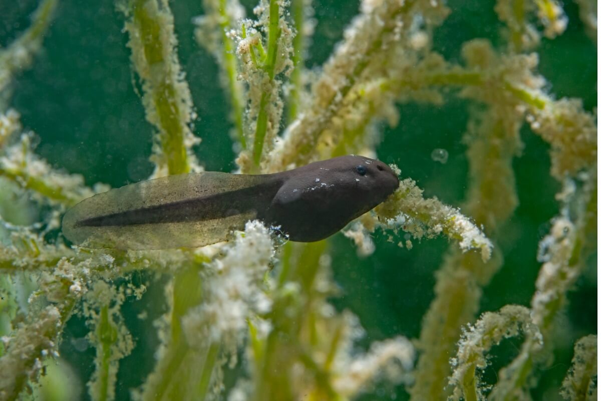 What do tadpoles eat?