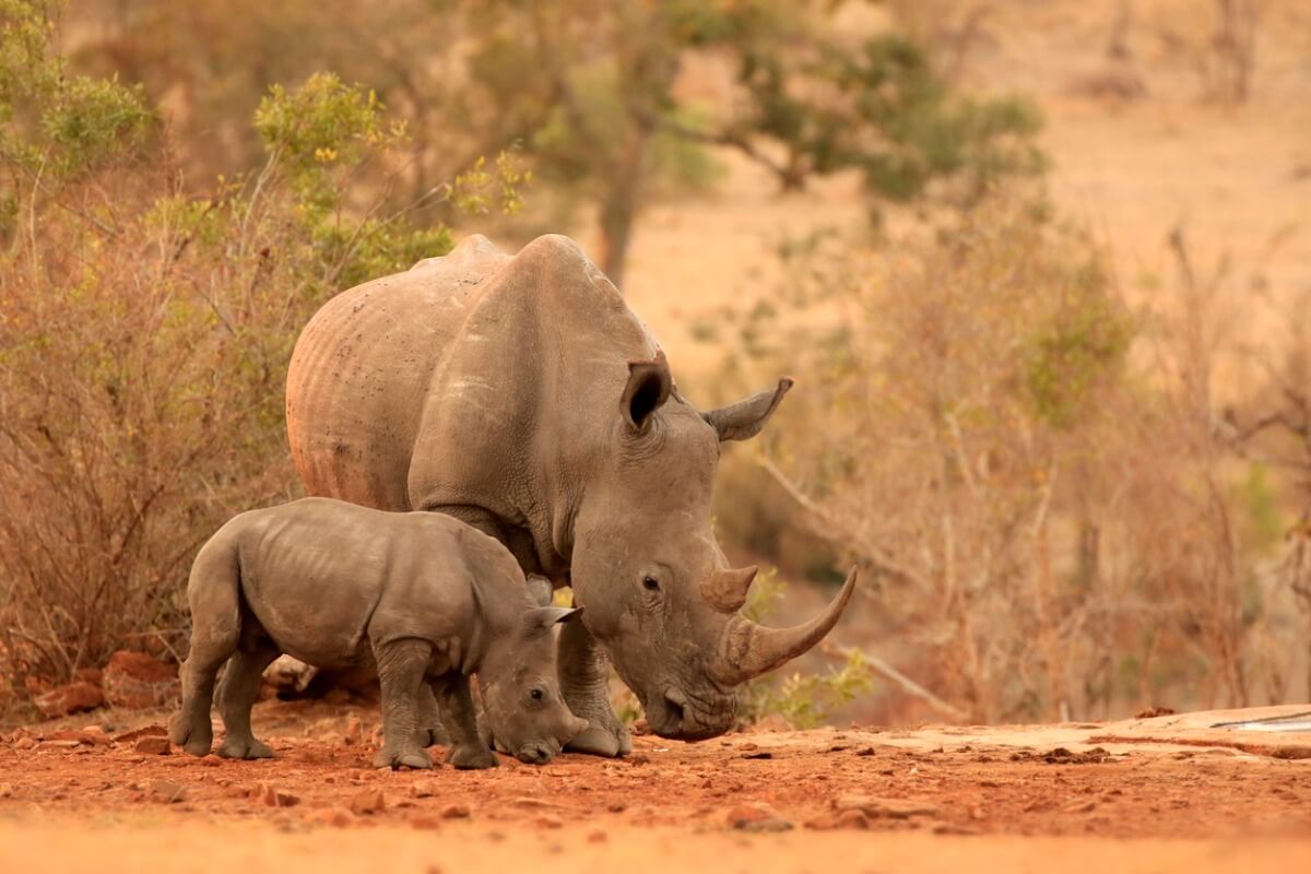 Um par de rinocerontes africanos.
