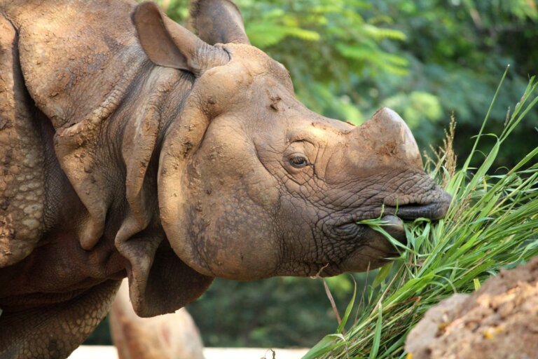 ¿Qué comen los rinocerontes?