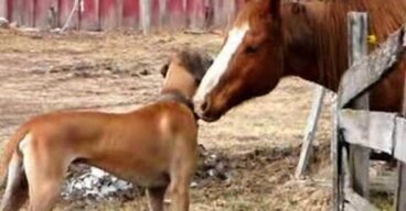 Amistad de animales: un perro y un caballo