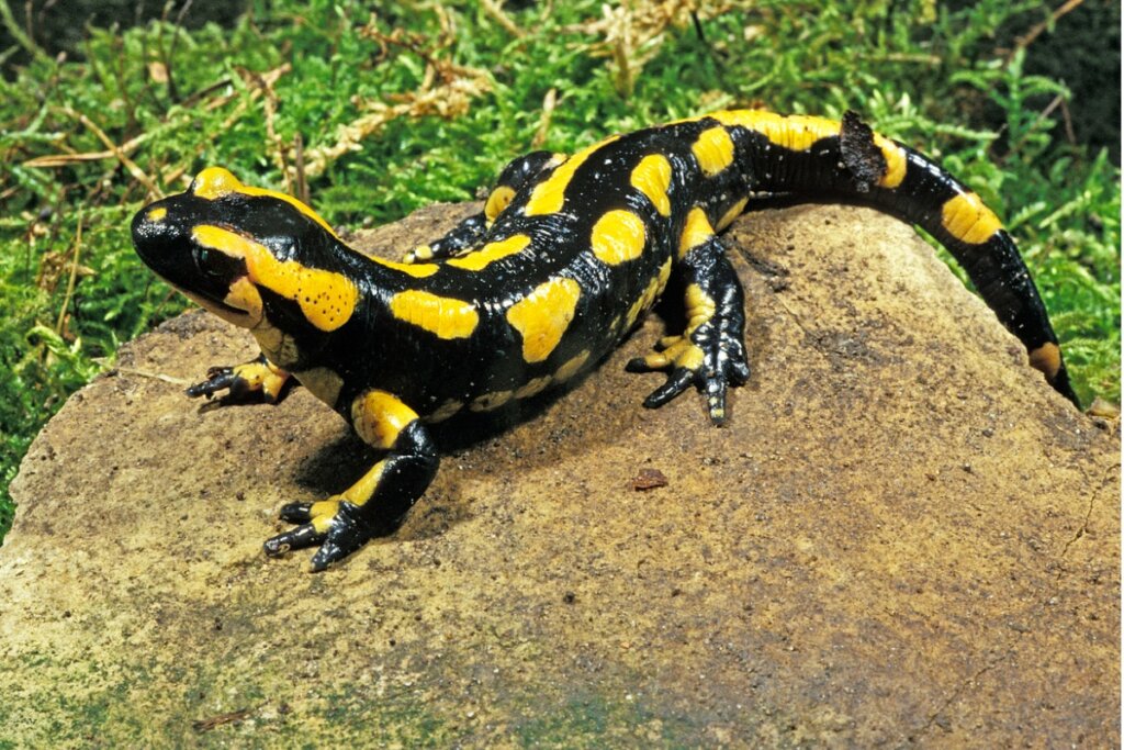 Una salamandra común sobre una piedra.