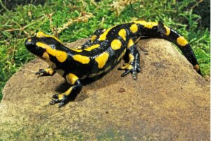 Salamandra común: hábitat y características