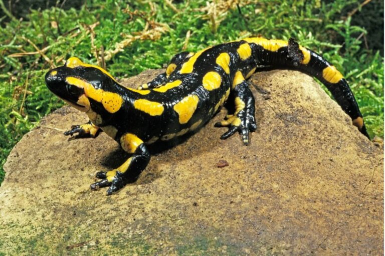 Salamandra común: hábitat y características