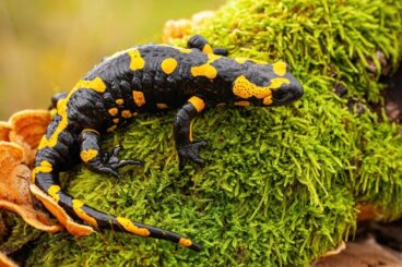 ¿Las salamandras son venenosas?