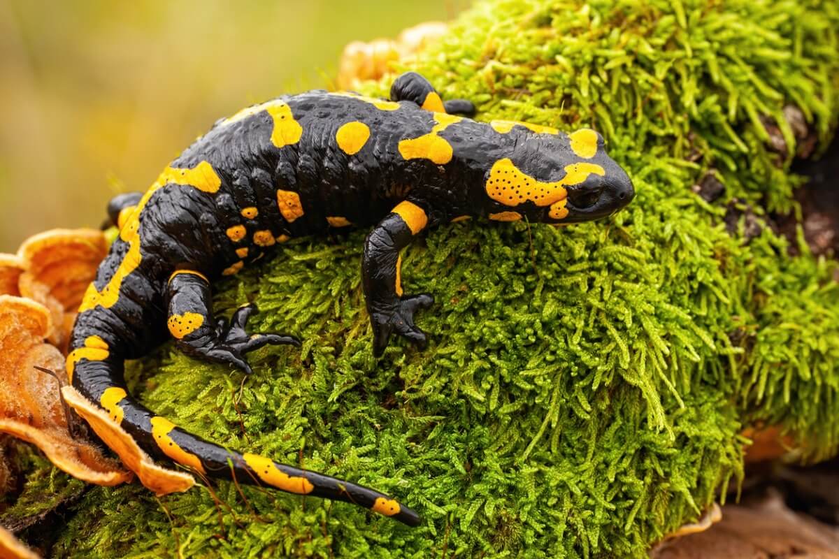 Uma salamandra empoleirada no musgo.