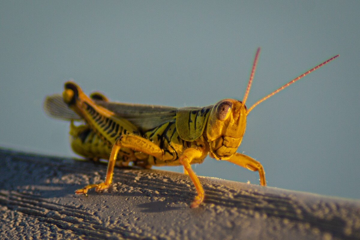 A common grasshopper on a branch.