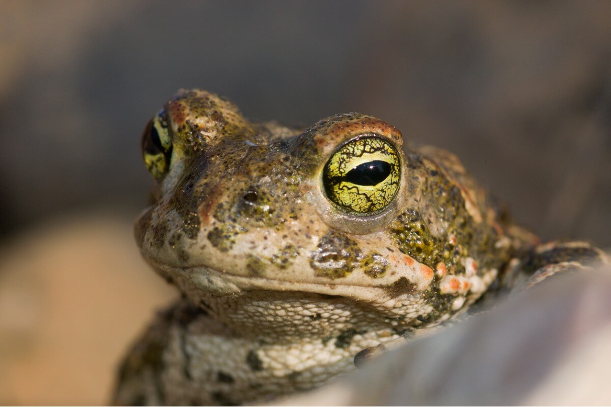 Un crapaud calamite.