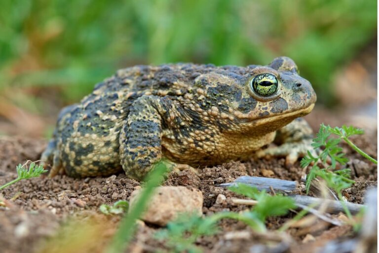 Sapo corredor: hábitat y características