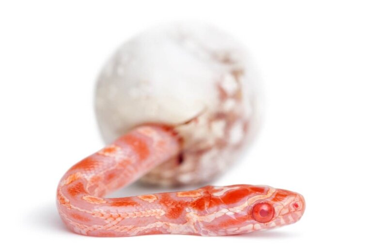 ¿Cómo nacen las serpientes?