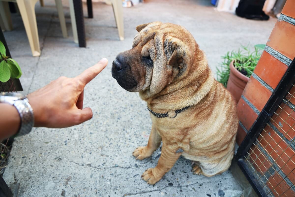 ¿Cómo educar a un shar pei?