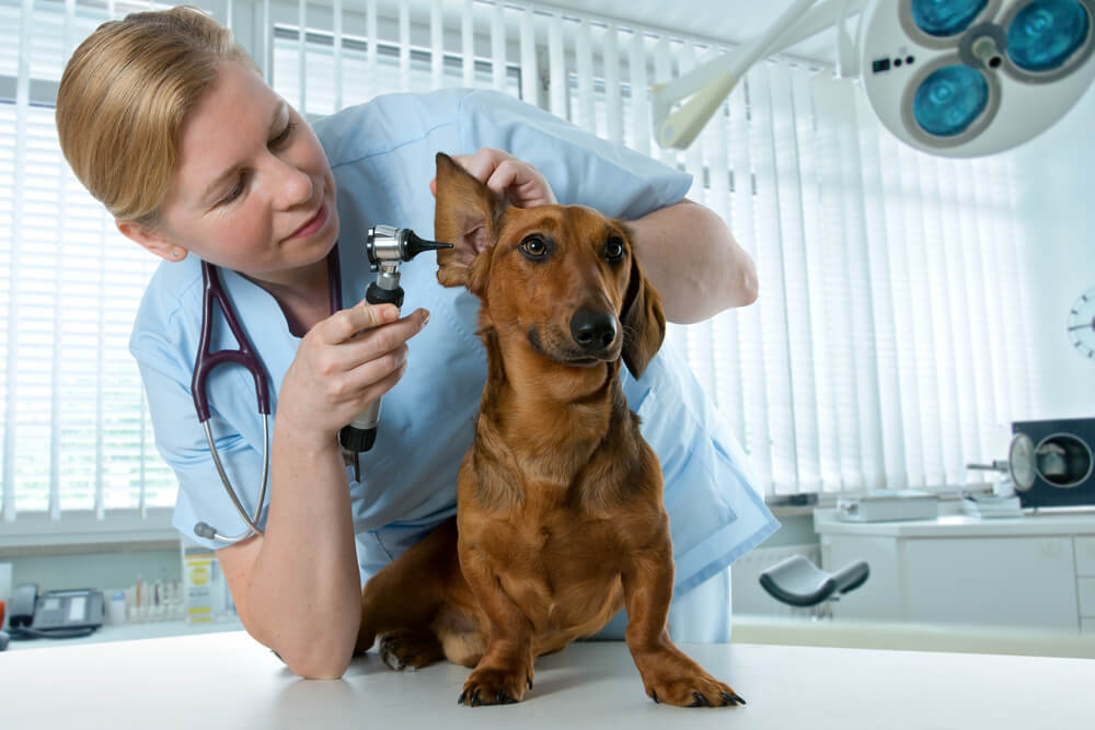 Teckel siendo atendido en una veterinaria.