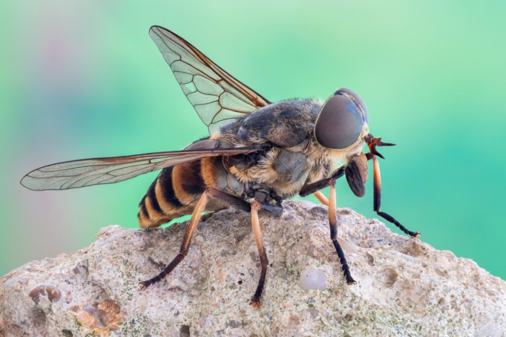 Una mosca grande del grupo de los tábanos.