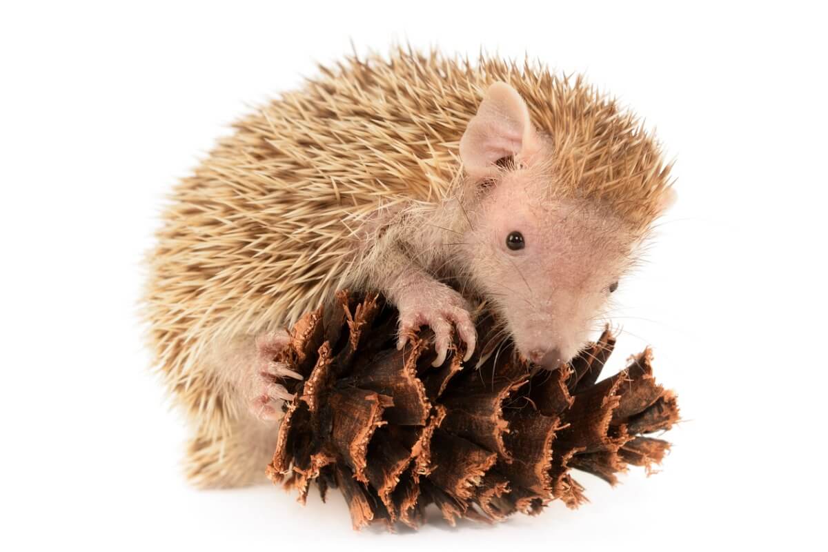 Un tenrec sur fond blanc.