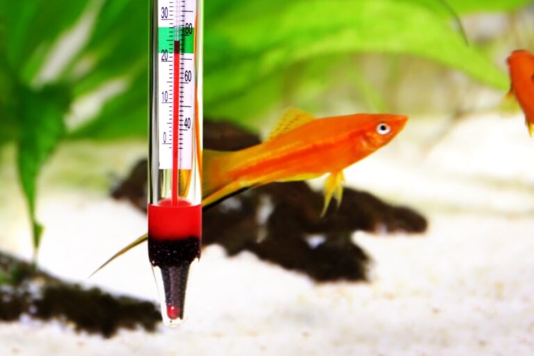 ¿Cuál es la temperatura ideal de un acuario de agua dulce?