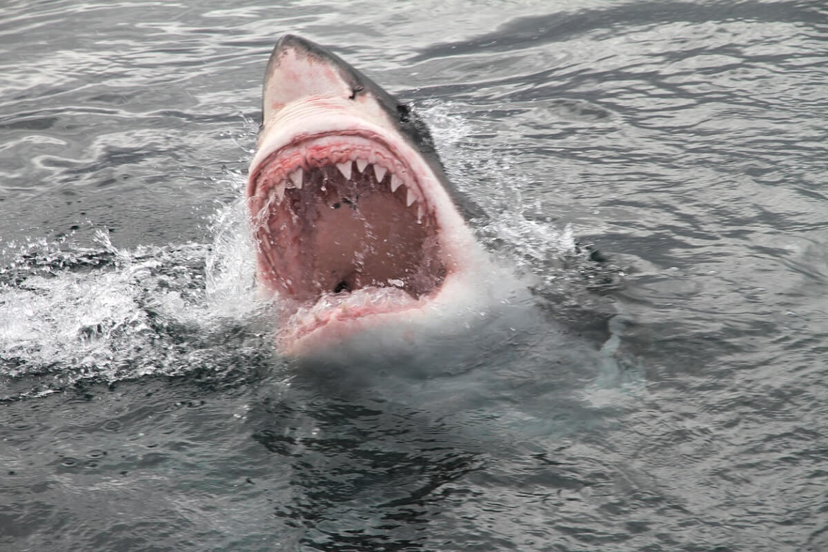 Lo squalo è l'animale con più denti?