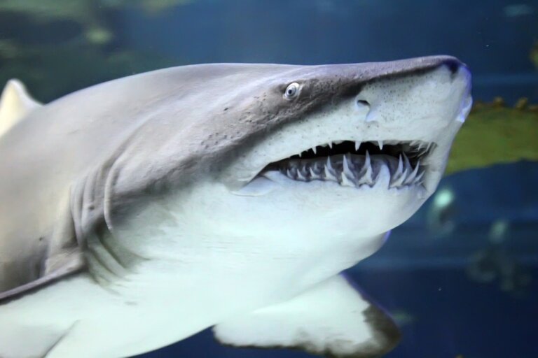¿Cuántos dientes tienen los tiburones?