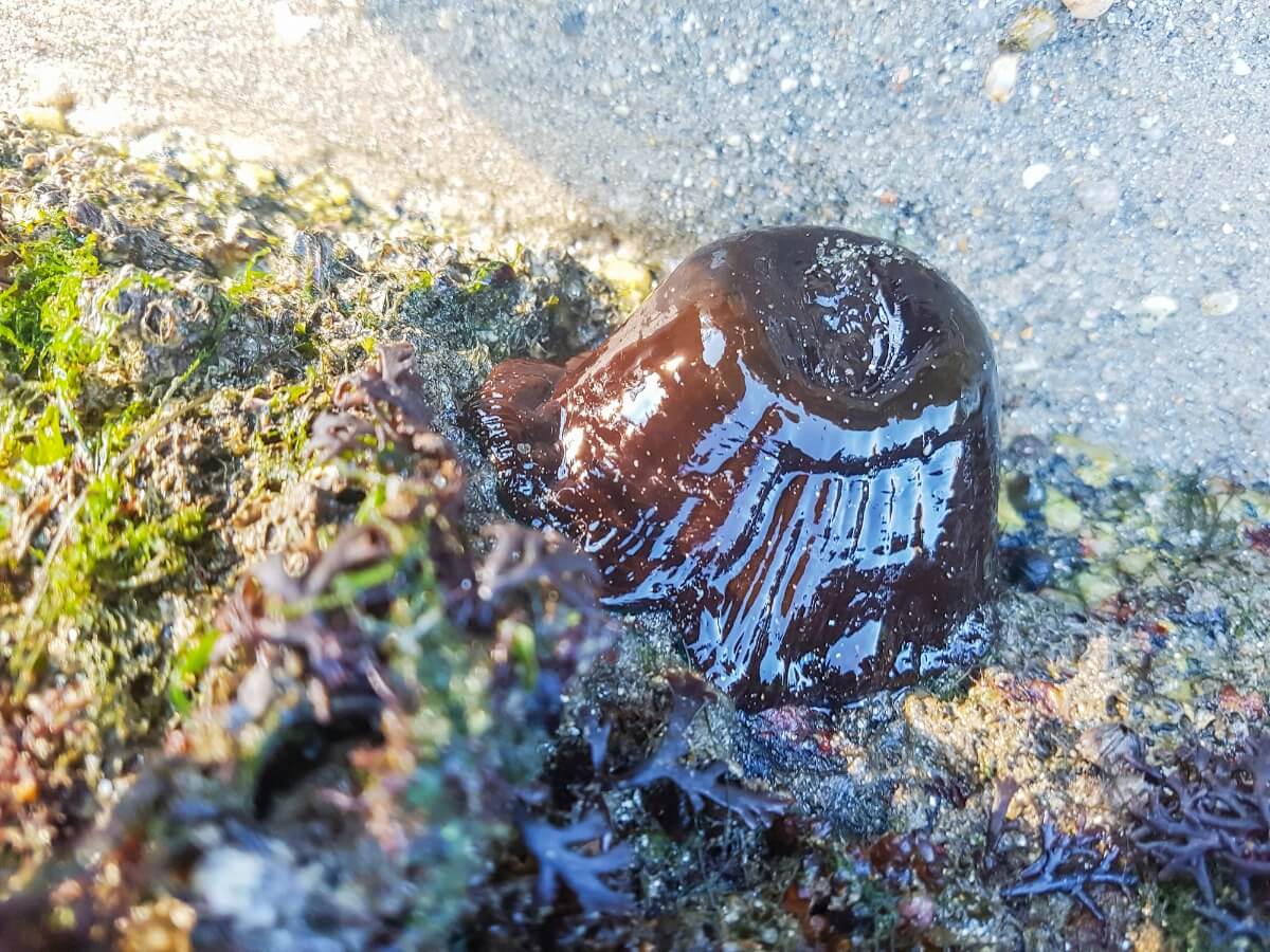 Un tomate de mar sobre una piedra. Es uno de los animales más peligrosos del Mediterráneo.