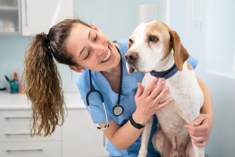 Mi perro ha comido poliestireno: ¿qué debo hacer?