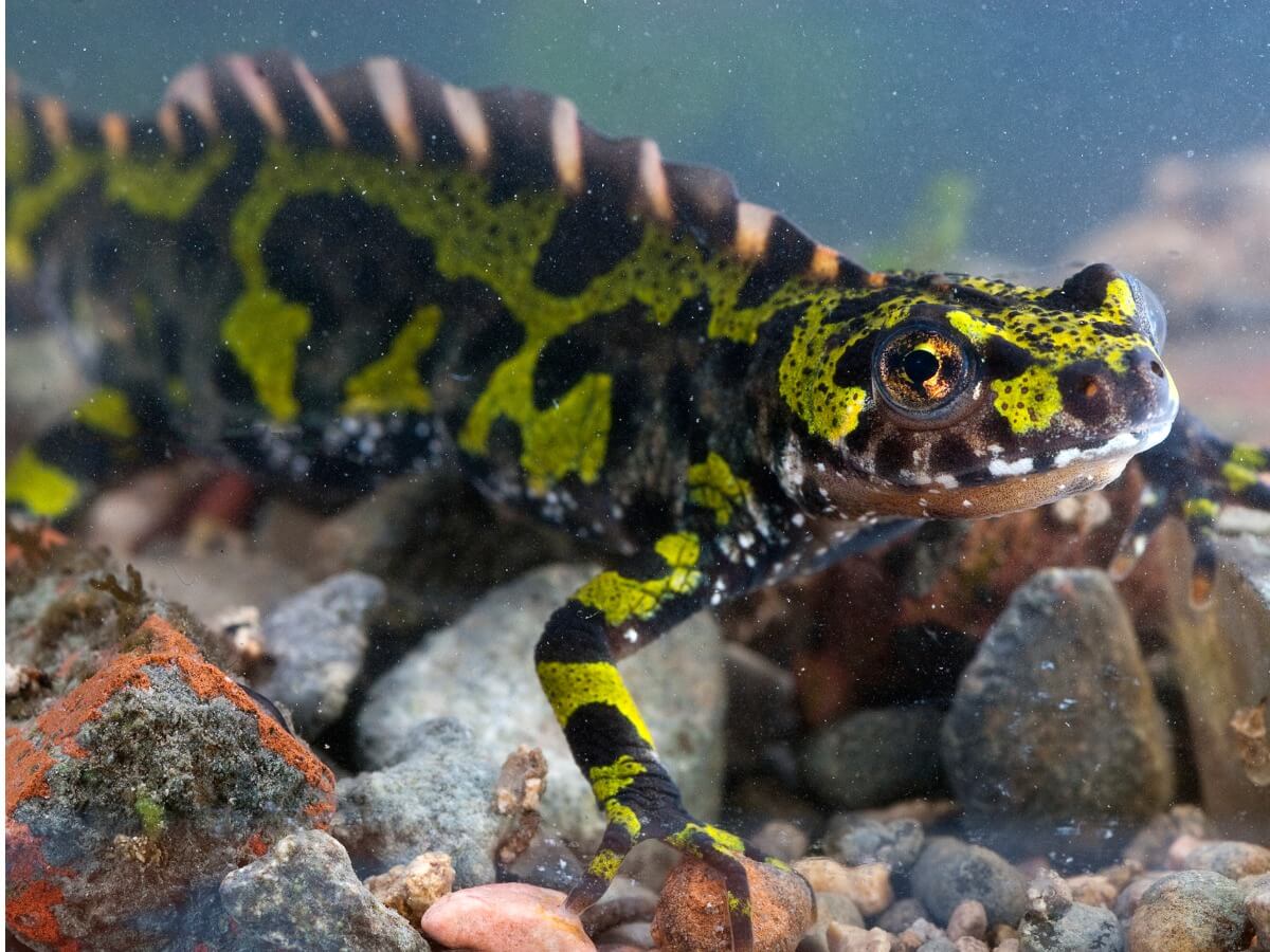 A male marbled newt.