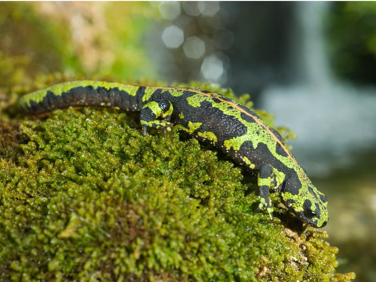Uma salamandra de mármore no musgo.