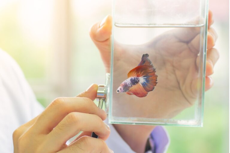 Enfermedades más comunes de los peces betta